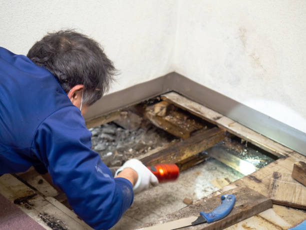 Best Crawl Space Mold Removal  in Paddock Lake, WI