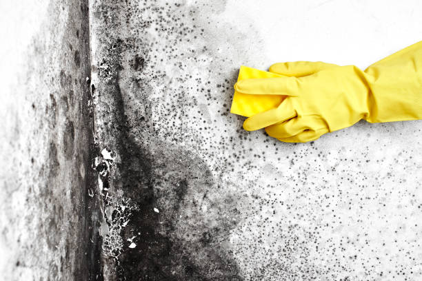 Best Mold Cleaning Services  in Paddock Lake, WI