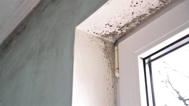 Best Residential Mold Removal  in Paddock Lake, WI