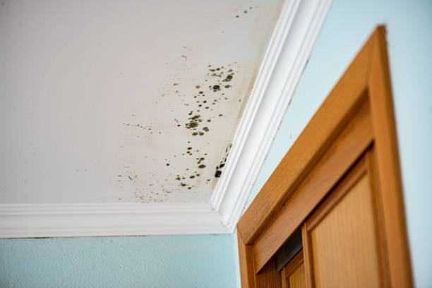 Best Professional Mold Removal  in Paddock Lake, WI