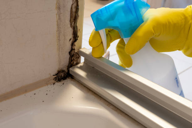 Best Mold Testing  in Paddock Lake, WI