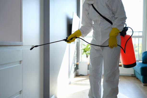 Best Attic Mold Removal  in Paddock Lake, WI