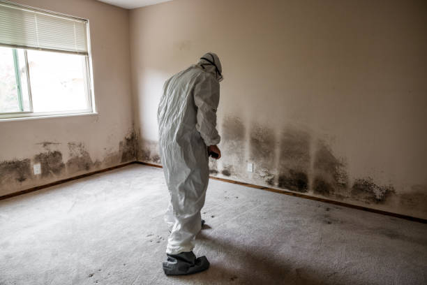 Best Certified Mold Removal  in Paddock Lake, WI