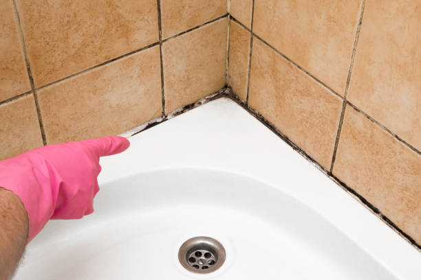 Best Black Mold Removal  in Paddock Lake, WI